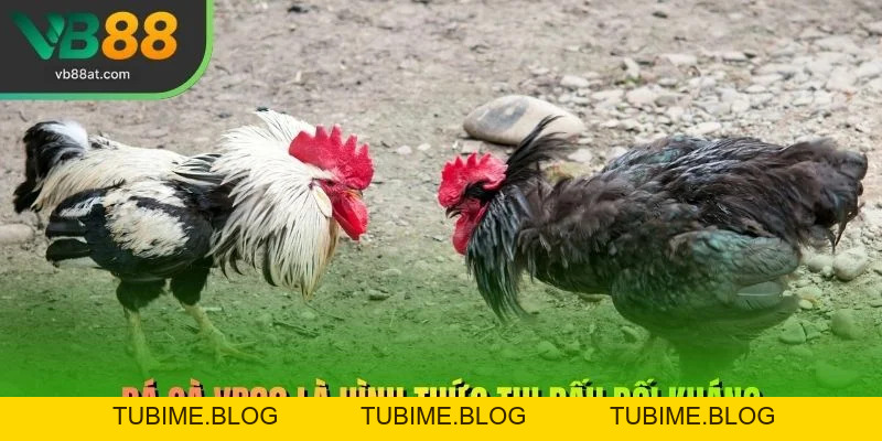 Đá Gà VB88 – Link Vào VB88 Thể Thao 2026 | Không Chặn, Kèo Thơm +88K - TUBIME.BLOG